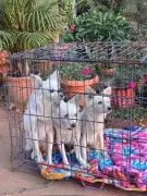 Five Circus Dogs Rescued in Chhattisgarh After PETA India, Police Intervention