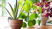 Focus on Soil Not Plants: A Shift in Perspective for Growth