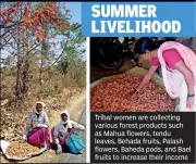 Forests Provide Sustainable Summer Income for Tribal Villages in Yavatmal