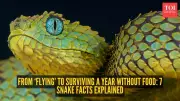 From Flying to Fasting: 7 Astonishing Snake Facts That Redefine Nature's Engineering