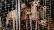 Gas Shortage Cripples Animal Rescue Centers, Strays Face Starvation Crisis