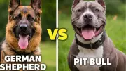 German Shepherd vs Pit Bull: Beyond the Breed Debate to Training and Temperament