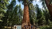 Giant Sequoias: Nature's Living Skyscrapers Defying Biology in California