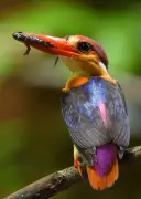 Goan Photographer Documents Rare Oriental Dwarf Kingfisher Life Cycle Over Three Years