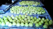 Goa's Wild Summer Fruits See 500-800% Price Surge as Urbanization Shrinks Supply