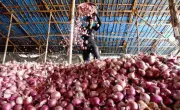Govt Urges Onion Exporters to Boost Storage Amid Surplus, Price Volatility