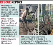 Gujarat Cracks Down on Monkey Feeding: Rs 25,000 Fine for Violators in Ahmedabad