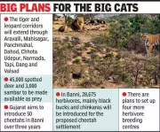 Gujarat Plans Big Cat Corridors for Tiger, Cheetah, and Leopard Conservation