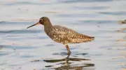 Gurgaon's Wetlands Abuzz as Winter Birds Depart, Summer Migrants Arrive