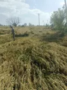 Hailstorm Ravages Haryana Crops, Farmers Fear Major Yield Loss