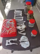 Haryana's First Wildlife Taxidermy Center Opens in Gurgaon for Scientific Preservation