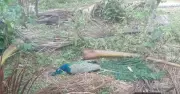 Heat Wave Kills 35 Peacocks in Tumakuru; Athletics Meet Rescheduled