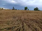 Heavy Rains and Winds Damage Crops Across Punjab's Malwa Region