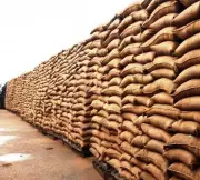 Hoshiarpur Mandis Receive 2400 Metric Tonnes of Wheat, Boosting Local Supply