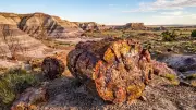 How Arizona's Petrified Wood Helps Scientists Unlock Earth's Ancient Climate Secrets