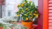 How to Get Your Lemon Plant to Produce Fruit Regularly