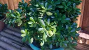 How to Grow Jade Plants: A Complete Guide for Healthy Succulents