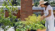 How to Start a Terrace Garden: 7 Simple Tips for Beginners