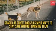 How to Stay Calm When a Street Dog Notices You: Practical Tips