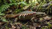 Iberian Ribbed Newt's 'Switchblade' Defense Mechanism Inspires Medical Breakthroughs