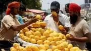 India's Mango Paradox: World's Largest Producer Exports Only 1% of Fresh Fruit