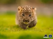 Junnar's Nighttime Leopard Cub Reunions: A Model for Coexistence in Maharashtra