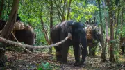 Karnataka Forest Department Deploys First Dog Squad in Elephant Rescue Operation