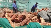 Karnataka Forest Department Seizes Acacia Catechu Logs Worth Rs 27 Lakh in Hassan