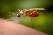 Kerala Reports Chikungunya Cases, Government Intensifies Surveillance and Issues Advisory