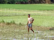 Kharif Season Faces Dual Threats from El Niño Risk and Gulf Tensions, Experts Warn