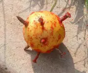 Kolhapur Activists File PIL to Enforce Maharashtra Anti-Superstition Act Rules