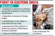 Kolkata's First Otoendoscopy on Dog Diagnoses Rare Ear Disease