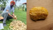 Kolkata's 'Gutli Man' Transforms Discarded Mango Seeds into Farmers' Sustainable Livelihood