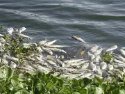Lab Analysis Links Fish Deaths in Satluj River to Pollution and Bacterial Infection