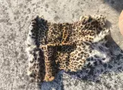 Leopard Hide and Wildlife Items Seized in Himachal Pradesh's Ghuttanpur Village