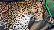 Leopard Intrudes Mysuru Home, Swiftly Rescued by Forest Officials