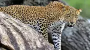Leopard Shot Dead in Mysuru, Forest Minister Orders Full Investigation