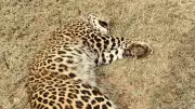 Leopard Succumbs to Injuries After Confrontation with Porcupine in Bandipur Buffer Zone