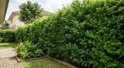 Living Privacy Screens: Why Plants Beat Wooden Fences for Your Backyard
