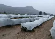 Maharashtra Pomegranate Farmers Use Crop Covers to Beat Extreme Heat