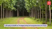 Mahogany Tree Farming: India's Green Gold Rush for Patient Farmers