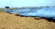 Major Fire Engulfs Crop Residue Near Phagwara's Pyramid College, Jalandhar