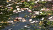 Mass Fish Kill in Odisha's Kapiljora River Sparks Pollution Blame Game