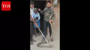 Massive 12-Foot King Cobra Found in West Champaran Bedroom, Forest Team Rescues