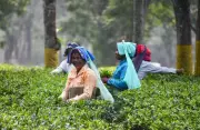 McLeod Russel Sells Three Tea Estates for Rs 88 Crore to Reduce Debt