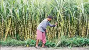 Modi Government Overhauls Six-Decade-Old Sugarcane Law, Seeks Public Feedback