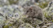 Mountain Pygmy Possum: Scientists Race to Save Marsupial from Climate Change