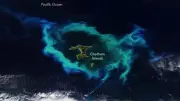 NASA Satellite Captures Glowing Phytoplankton Halo Around New Zealand's Chatham Islands