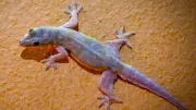 Natural Ways to Keep Lizards Out of Your Home Without Harm