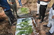 Navsari Police Busts Illegal Ganja Farm in Gujarat-Maharashtra Border Village